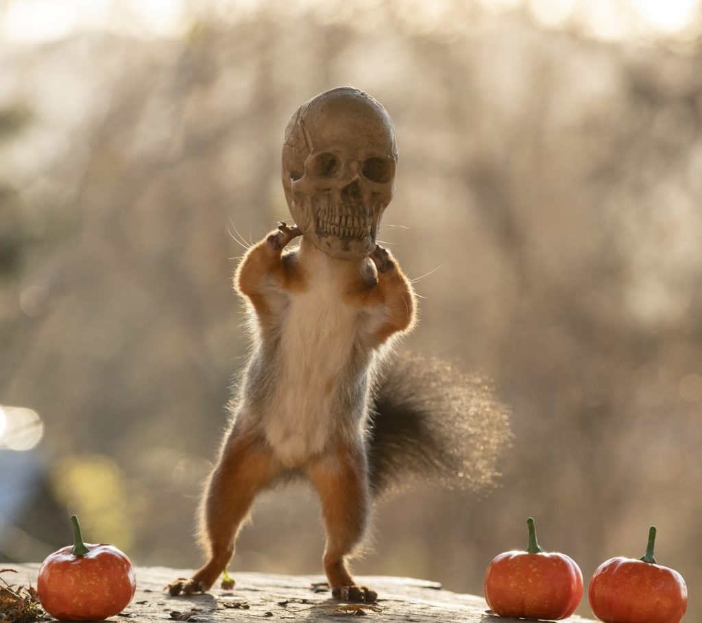 Ardilla con cabeza de esqueleto en la imaginaria peli Halloween y las ardillas
