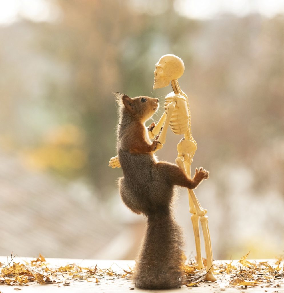 Fotograma de Halloween y las ardillas: la ardilla baila con un esqueleto