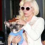 Lady Gaga apoya al salvador de sus perros