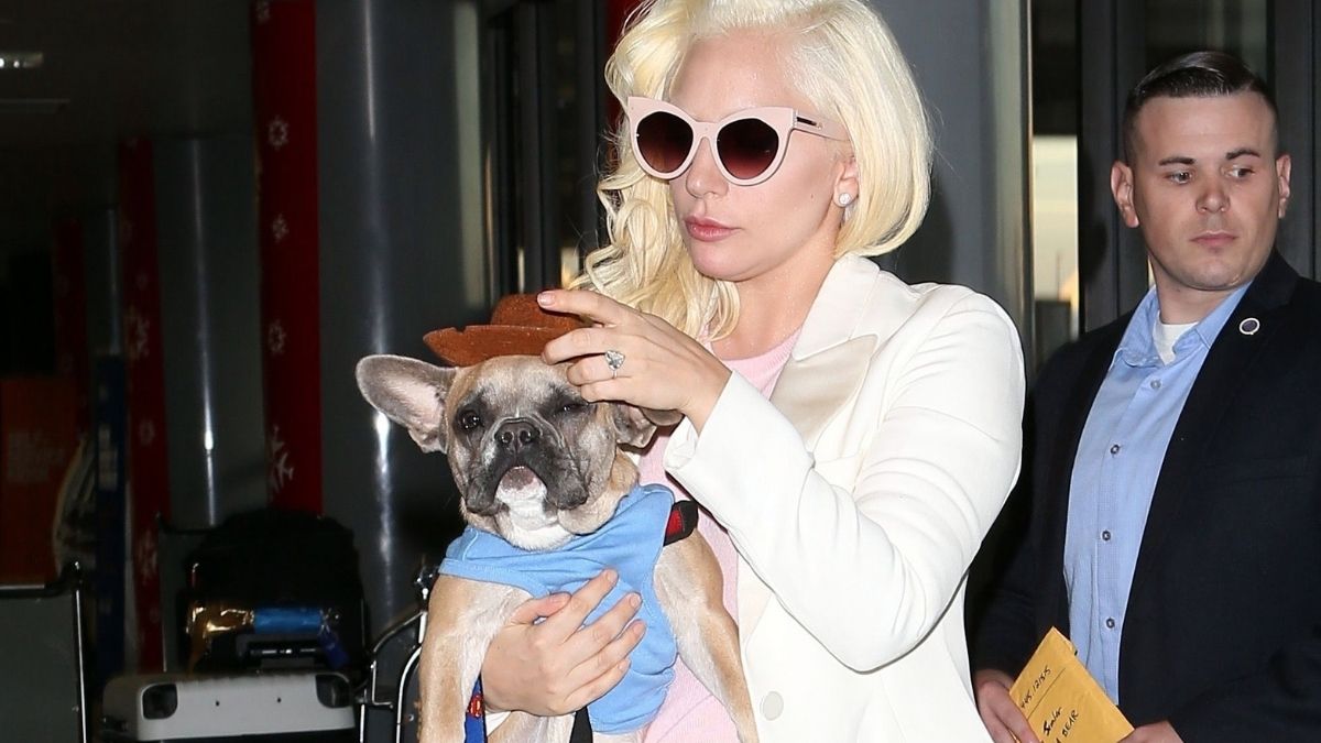 Lady Gaga apoya al salvador de sus perros