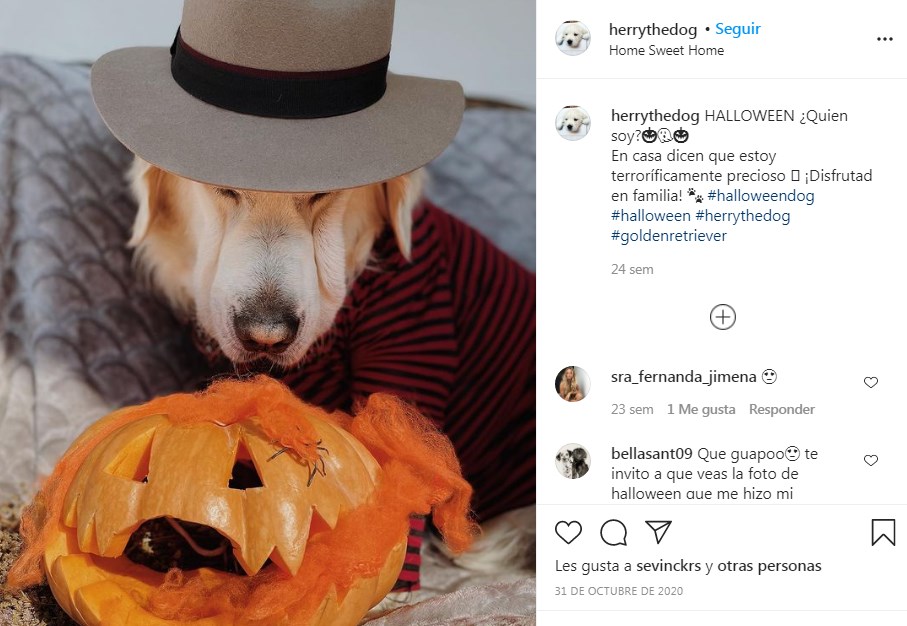 El Perro de Andrés Velencoso tiene cuenta Instagram