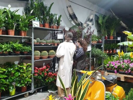En la Feria de Plantas de Colección de Iturraran: la muestra de jardinería que nutre las fantasías de los amantes de la clorofilia  